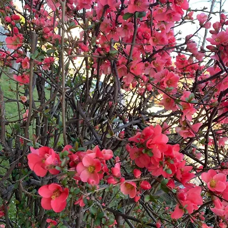 Marzia 4* Альба