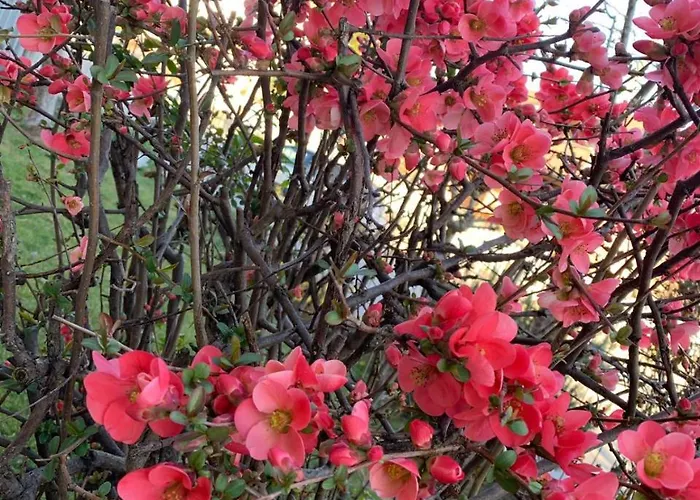 Marzia 4* Alba (Piedmont)